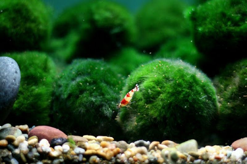 tảo marimo tảo marimo